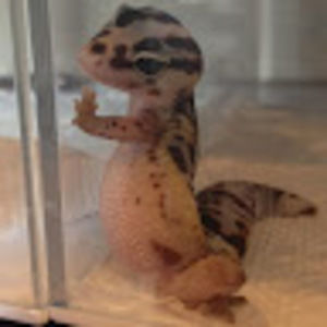 Meet your Posher, Bo